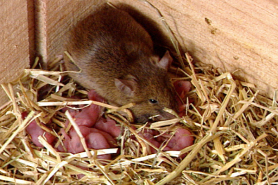 La reproduction d’un mammifère - la Souris - extrait